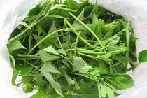 Lá khoai lang có hoạt tính chống ung thư