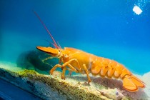 Trao tặng tôm hùm vàng cam quý hiếm cho Viện Hải dương học Nha Trang