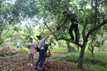 Tết Đoan Ngọ, “vương quốc” chôm chôm không... có trái