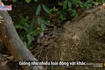 Hổ mang chúa giết luôn con cái vì tức giận không được giao phối