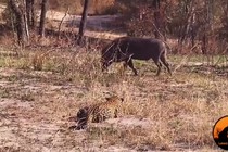 Video: Tình huống săn mồi 'khó đỡ' bậc nhất thế giới của loài báo