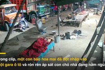 Báo hoa mai đột nhập nhà dân trong đêm, ngoạm cổ chó nhà lôi đi