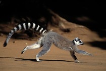 15 điều cực thú vị ít người biết về các loài vượn cáo Madagascar