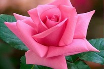Ngỡ ngàng sự thật về loài hoa được yêu thích nhất 