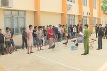 Đắk Lắk: Triệt phá trường đá gà ăn tiền hoạt động quy mô lớn
