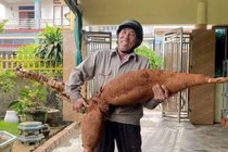 Vô tình đào được củ sắn “khổng lồ” dài hơn 1m, nặng 25kg