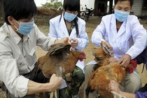 Trưởng ban thú y bị nhiễm cúm A H5N1