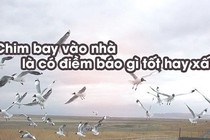 Video: Chim bay vào nhà báo điềm tốt hay xấu?