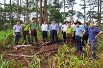 Lâm Đồng: Phá rừng trong ranh giới Đoàn Kinh tế quốc phòng quản lý?