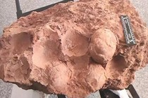Phát hiện trứng khủng long hóa thạch 70 triệu năm ở Trung Quốc