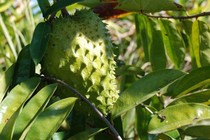 7 lợi ích tuyệt vời của lá mãng cầu xiêm đối với sức khỏe