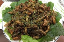 Cô gái 29 tuổi nhập viện sau khi ăn ve sầu rang lá chanh
