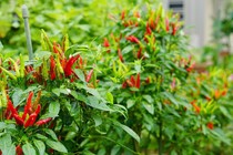 Lá ớt tưởng bỏ đi nhưng lại cực kỳ tốt cho sức khỏe