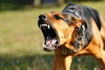 Bé gái 3 tuổi tử vong sau 1 tháng bị chó nhà cắn
