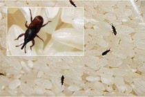 “Bật mí” 5 cách bảo quản gạo được lâu, không bị mối mọt