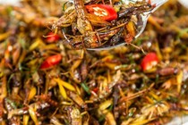Tử vong sau khi ăn châu chấu rang ở Nghệ An