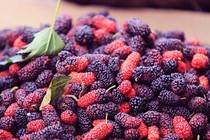 Bật mí 4 tác dụng 'diệu kì' của quả dâu tằm đối với làn da