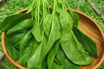 3 loại rau ăn nhiều sáng mắt, bổ gan, phòng bệnh dạ dày