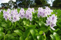 4 loại cây mọc dại ở Việt Nam, sang nước ngoài lại là “hàng hiếm”