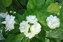 5 công thức làm đẹp da, se khít lỗ chân lông từ hoa nhài