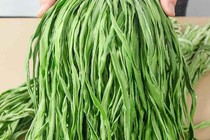 Công dụng tuyệt vời của rau tiến vua ít người biết