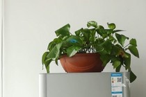 Tuyệt đối không đặt thứ này trên nóc tủ lạnh, nếu không muốn tiền điện tăng