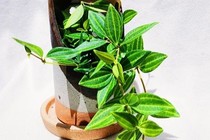 6 loại cây cảnh 'hút tài lộc' kéo vận may cho gia chủ