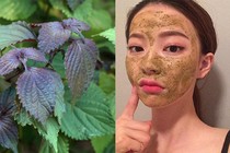 "Thổi bay" nám da bằng lá tía tô siêu đơn giản, hiệu quả