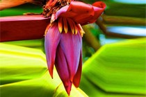 Loại hoa giàu kali giúp ngăn ngừa loãng xương, chống oxy hóa