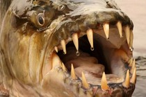 10 loài "thủy quái" nước ngọt nguy hiểm nhất hành tinh