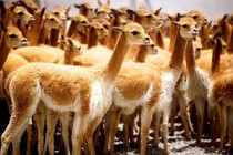 Độc đáo loài động vật sở hữu "áo giáp vàng", kháng cả nước lẫn lửa