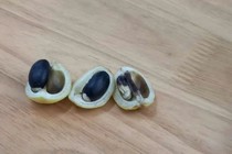 Ăn quả rừng, 5 em nhỏ nhập viện cấp cứu vì nghi ngộ độc
