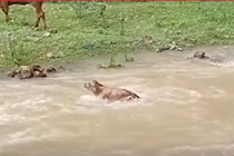 Video: Chú bê con can đảm tìm cách vượt qua dòng sông đang chảy xiết