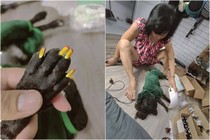 Mẹ làm nail cho chó cưng, thanh niên chỉ biết ngậm ngùi cay đắng