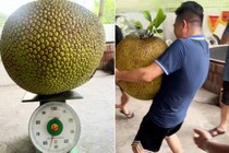 Netizen tò mò quả chủ nhà bổ quả mít "khủng" gần 55kg