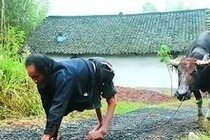 Rùng mình 'lời nguyền kỳ bí' ở 'làng bò', không ai đi được bằng 2 chân 