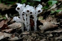 Loài hoa âm phủ đẹp rực rỡ nhưng chớ dại động vào vì...
