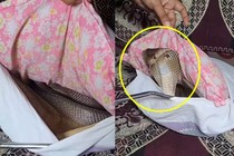 Nghe tiếng rít lạ lùng, hóa ra tử thần rắn độc nấp dưới ghế 