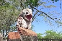 Bí ẩn loài 'chim ma' rừng rậm, tiếng kêu như trẻ lạc mẹ 