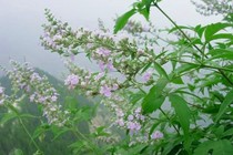 Loài cây tưởng cỏ dại nhưng toàn thân đều là 'báu vật' 
