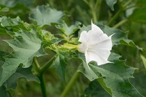Cây đẹp như cổ tích nhưng độc, mệnh danh "chiếc kèn của thiên thần tội lỗi"