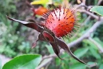 Loài cây quả như chiếc chùy, trông xấu xí nhưng lại cực ngon và bổ 