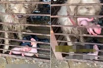 Bị bán vào lò mổ, chó mẹ ngậm con cầu cứu và cái kết ấm lòng