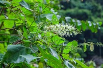 Khám phá loài cây nhìn như "râu rồng", giá trị cực lớn 