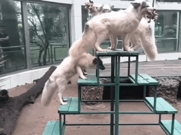  "Nhân sự mới' gia nhập Thảo Cầm Viên, vẻ ngoài hớp hồn du khách 