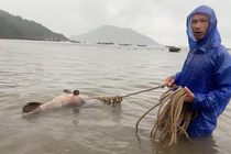 Cá mú "khủng" 43 kg bất ngờ sa lưới ngư dân ở Quảng Nam
