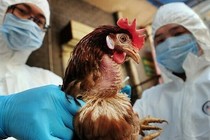 Việt Nam xuất hiện ca mắc cúm A (H5N1) gây tử vong 50%