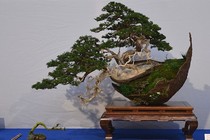Mãn nhãn 10 tác phẩm bonsai độc đáo và đẹp nhất hành tinh 