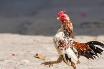 Giống gà “quý tộc” tí hon, giá khét trăm triệu khiến dân chơi mê tít