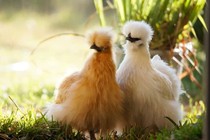 Loài gà lông xù 10 triệu/con, đại gia xếp hàng cả năm chờ mua 